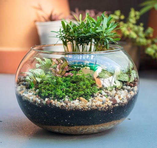 TIỂU CẢNH TERRARIUM: CÁCH THỰC HIỆN