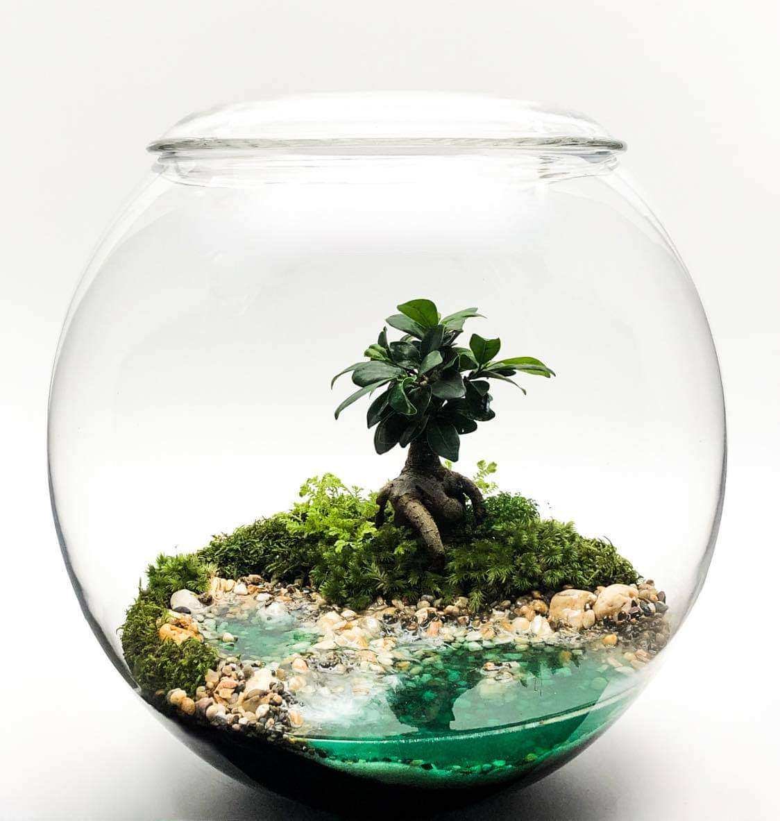 Tiểu cảnh terrarium kín